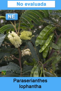 Paraserianthes lophantha