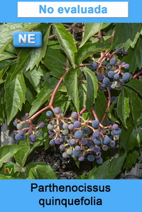 Parthenocissus quinquefolia