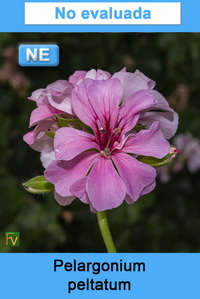 Pelargonium peltatum