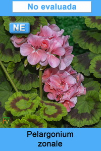 Pelargonium zonale