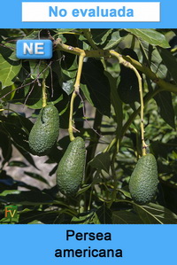 Persea americana