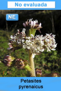 Petasites pyrenaicus