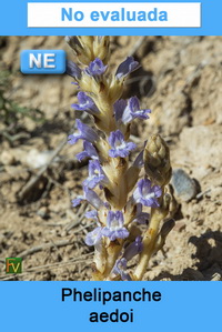 Phelipanche aedoi