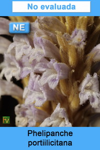 Phelipanche portiilicitana