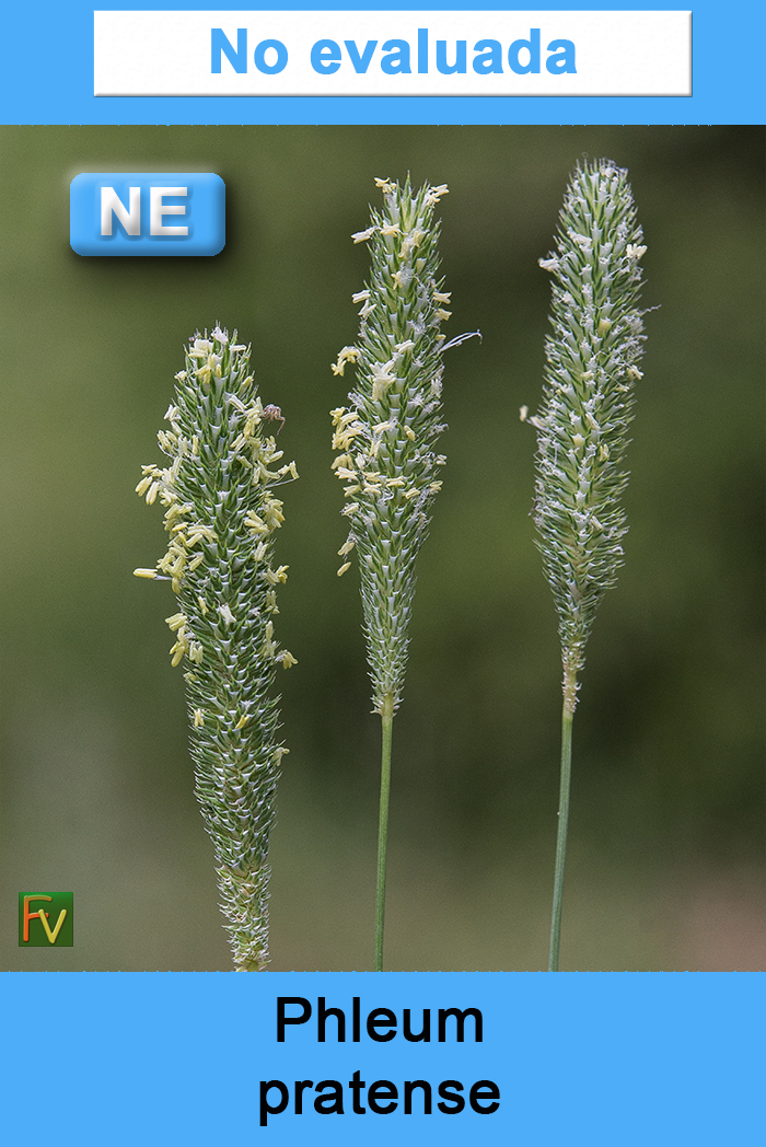 Phleum pratense