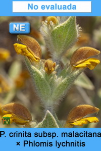 Phlomis crinita malacitana Phlomis lychnitis