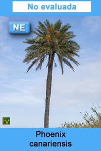 Phoenix canariensis