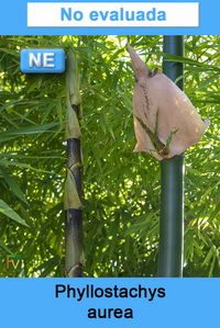 Phyllostachys aurea