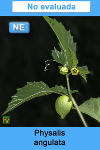 Physalis angulata