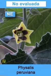 Physalis peruviana