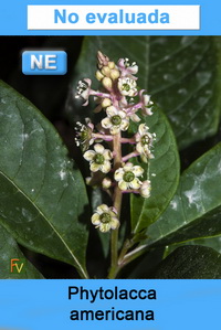 Phytolacca americana