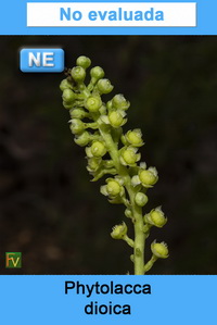 Phytolacca dioica