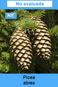 Picea abies