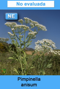 Pimpinella anisum