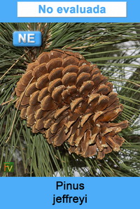 Pinus jeffreyi