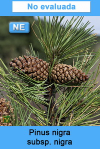 Pinus nigra nigra