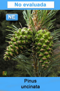 Pinus uncinata