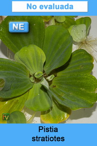 Pistia stratiotes