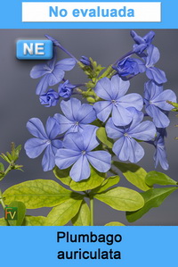 Plumbago auriculata