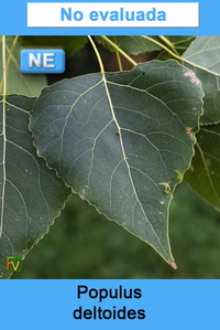 Populus deltoides