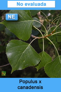 Populus x canadensis