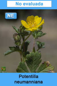 Potentilla neumanniana