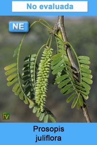 Prosopis juliflora