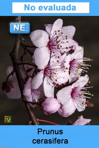 Prunus cerasifera