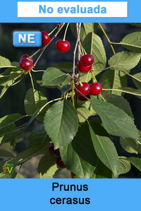 Prunus cerasus