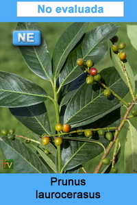 Prunus laurocerasus