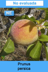 Prunus persica