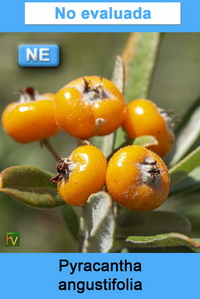 Pyracantha angustifolia