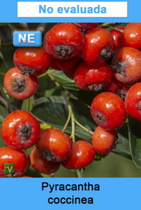 Pyracantha coccinea