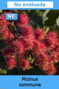 Ricinus communis