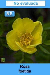 Rosa foetida