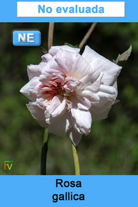 Rosa gallica