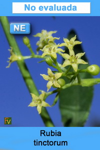 Rubia tinctorum