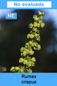 Rumex crispus