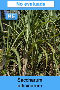 Saccharum officinarum