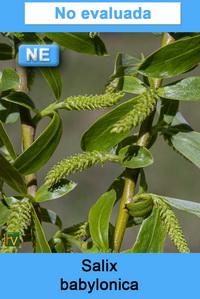 Salix babylonica