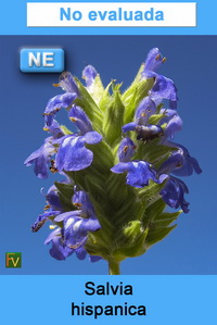 Salvia hispanica