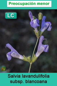 Salvia lavandulifolia blancoana