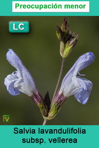 Salvia lavandulifolia vellerea