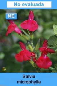 Salvia microphylla