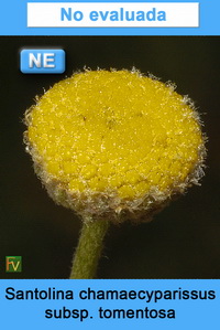 Santolina chamaecyparissus tomentosa