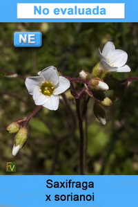 Saxifraga x sorianoi