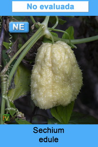 Sechium edule