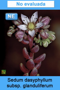Sedum dasyphyllum glanduliferum