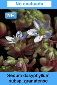 Sedum dasyphyllum granatense