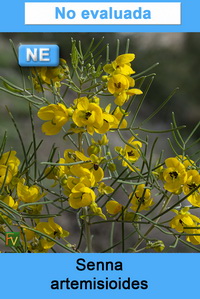 Senna artemisioides